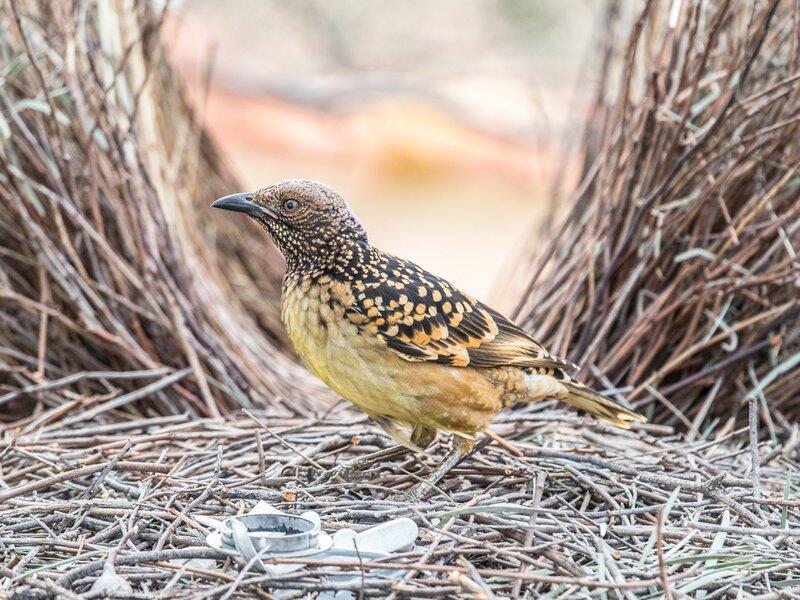 Discover The Unique Features And Habitat Of The Spotted Bowerbird: Nature's Fascinating Mimic 1