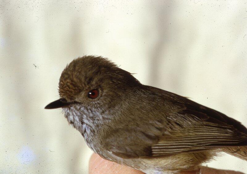 Discover The Brown Thornbill: Characteristics, Habitat, And Identification Guide 1