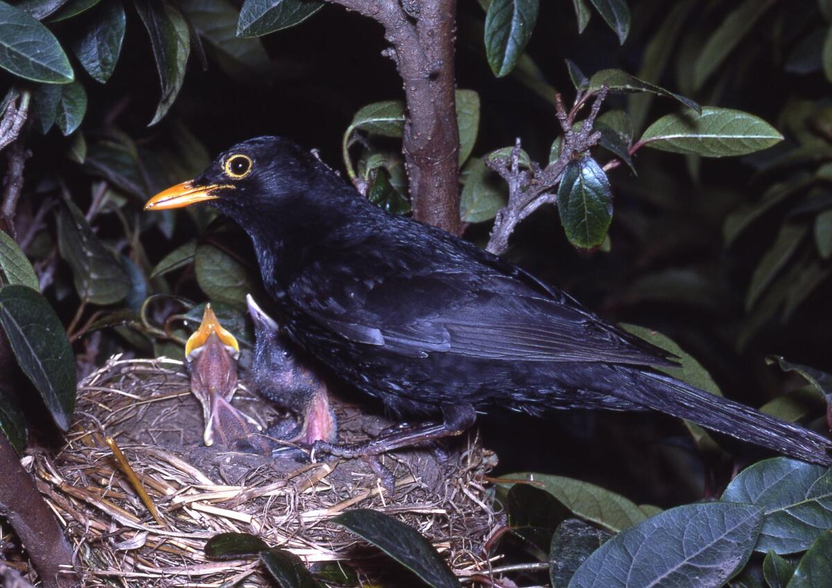 Identifying The Common Blackbird In Australia: Characteristics, Habitat, And History 1