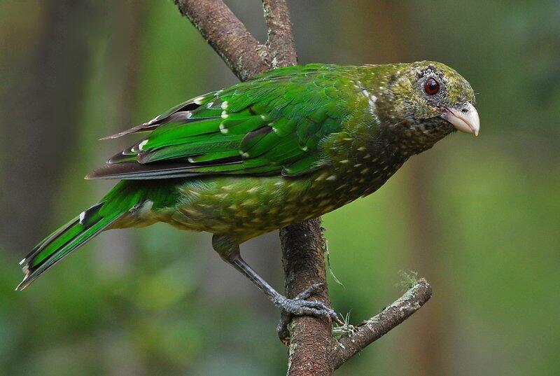 Exploring The Diet, Communication, And Breeding Behaviors Of Bowerbirds: A Comprehensive Guide 1