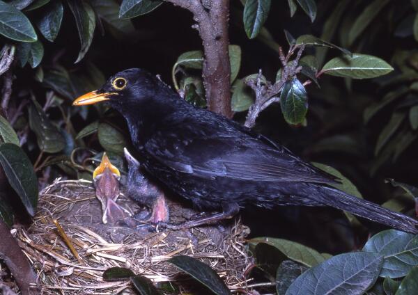 Identifying The Common Blackbird In Australia: Characteristics, Habitat, And History