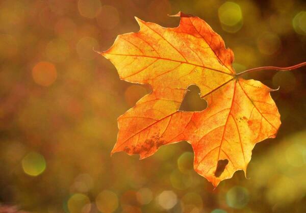 The Last Leaf Of Autumn