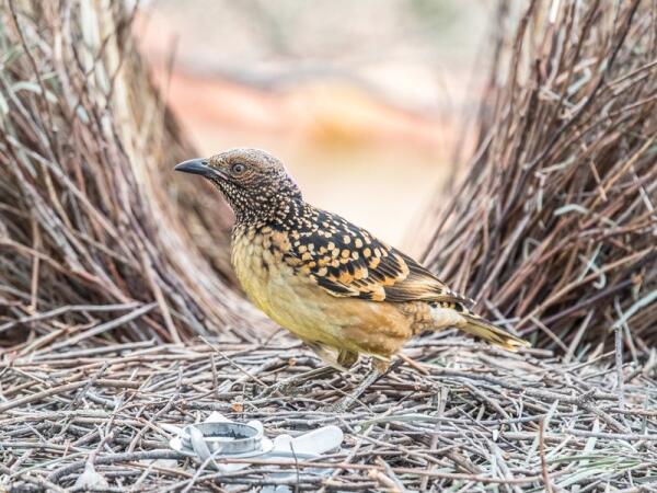 Discover The Unique Features And Habitat Of The Spotted Bowerbird: Nature's Fascinating Mimic