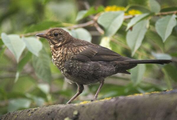 Identifying The Common Blackbird In Australia: Characteristics, Habitat, And Comparison With Native Thrushes