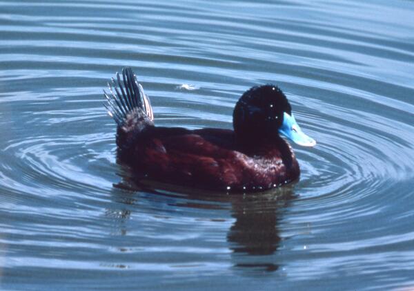 Discover The Blue-Billed Duck: Unique Features, Habitat, And Behavior Of This Compact Diving Duck