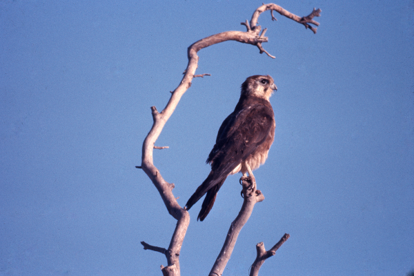 Brown Falcons: Identification, Hunting Techniques, And Unique Features Of Family Falconidae