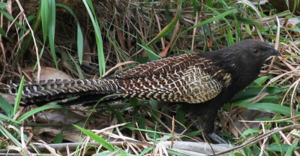Discover The Pheasant Coucal: Identification, Habitat, And Unique Characteristics Of This Ground-Dwelling Cuckoo