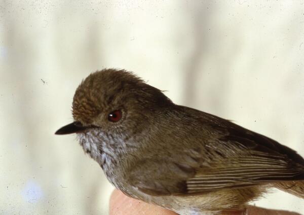 Discover The Brown Thornbill: Characteristics, Habitat, And Identification Guide